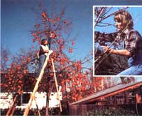 Volunteers for Project Glean salvage apples that would otherwise be left to rot. Inset: pruning makes remnant orchards more productive